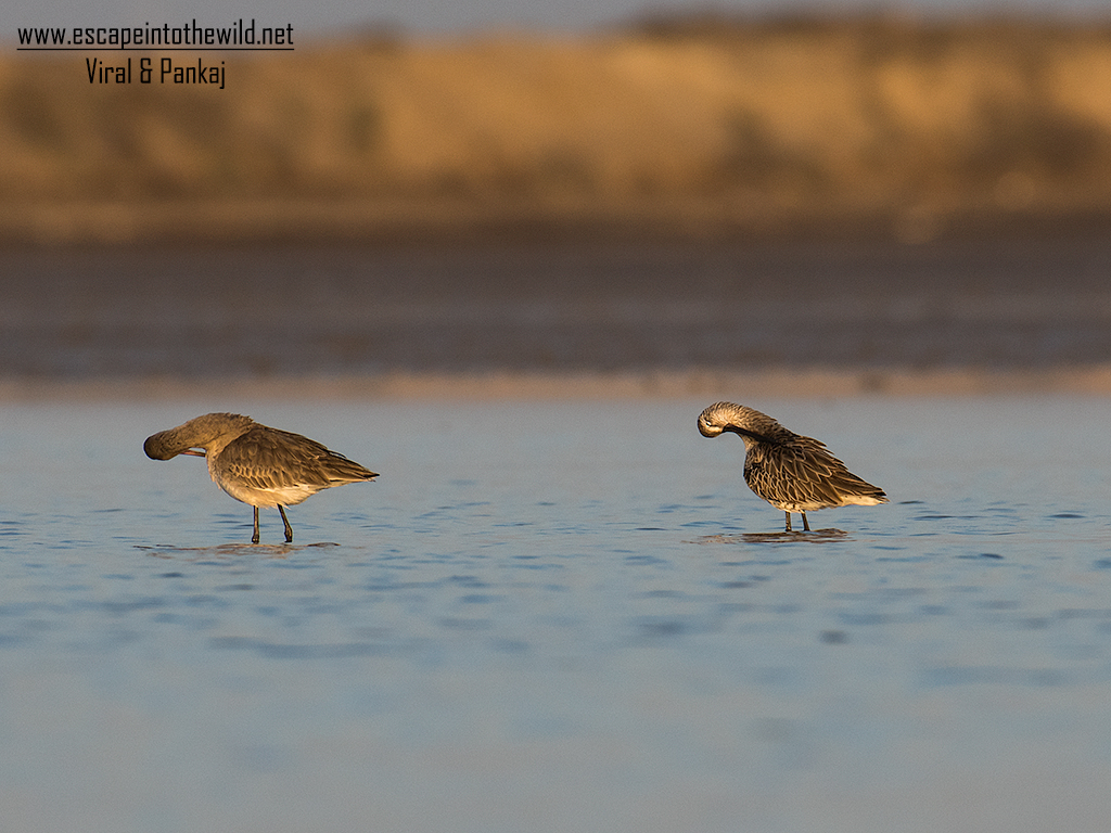 Asian Dowitcher 